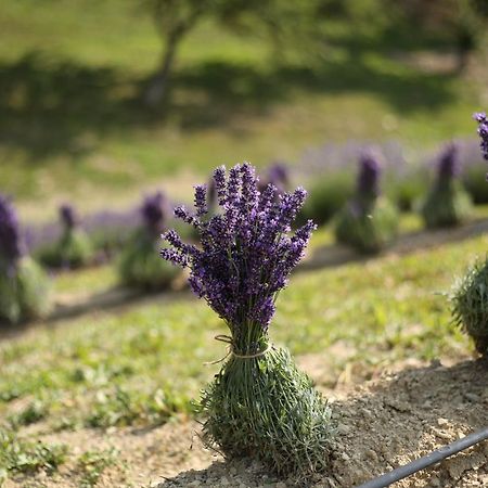 Lavender Valley Perekrestnoye Екстер'єр фото