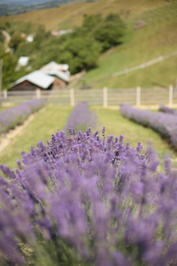 Lavender Valley Perekrestnoye Екстер'єр фото