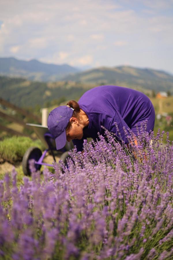 Lavender Valley Perekrestnoye Екстер'єр фото