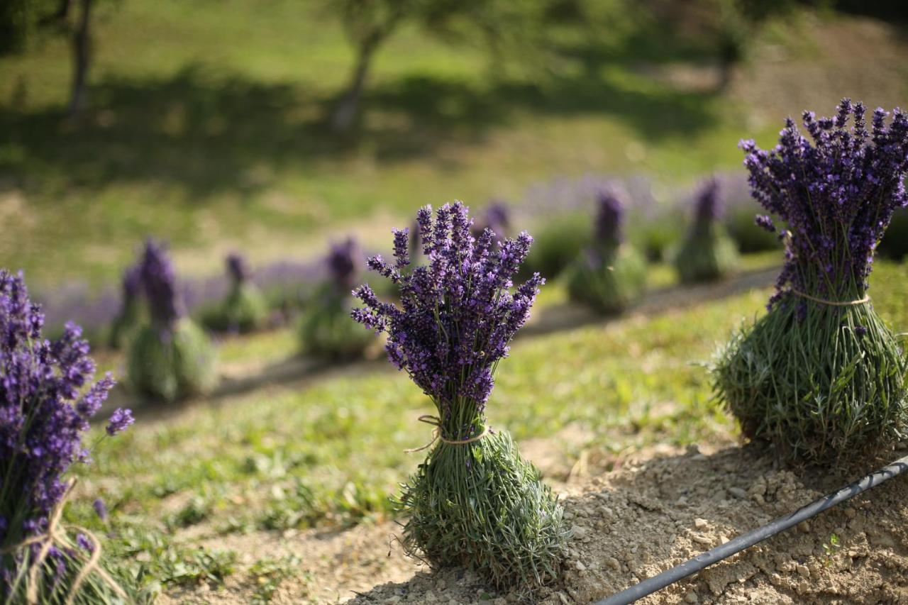 Lavender Valley Perekrestnoye Екстер'єр фото